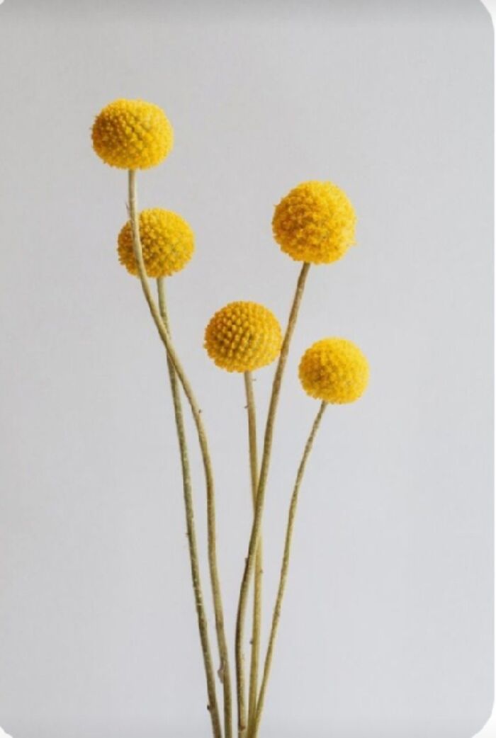 Craspedia Blumen