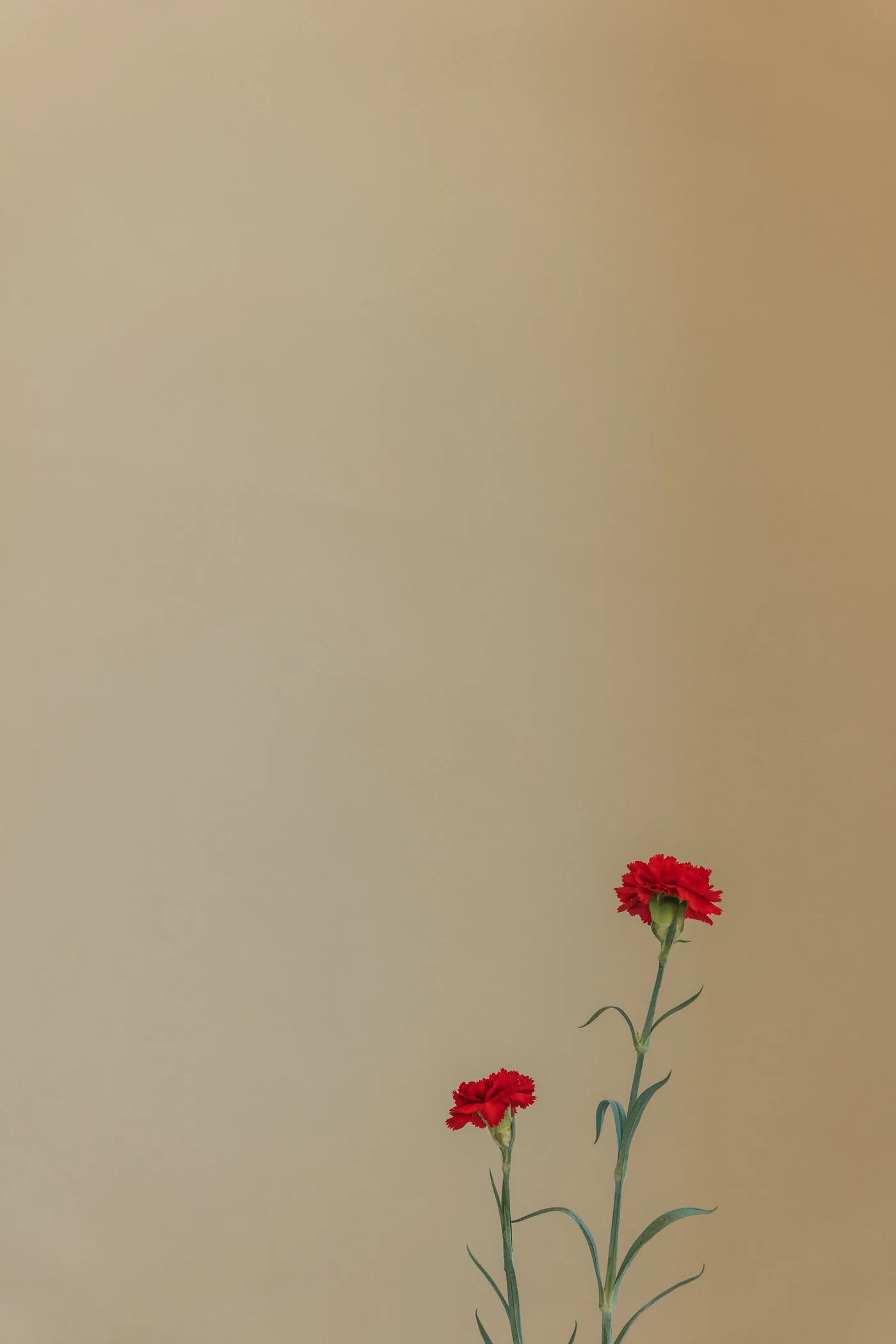 Nelken vor beiger Wand