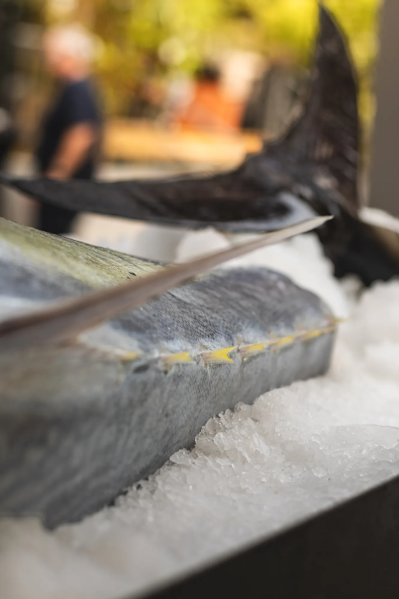 Loin des Bluefin Tuna auf Eis